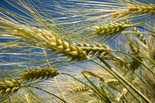 LIBR uses metagenomics techniques to identify micro organisms in all niches. For instance different fungi present on barley that can cause gushing can be identified in an early stage.