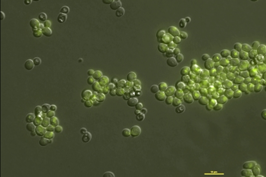 LIBR is specialized in genetics and genomics of yeasts like saccharomyces cerevisiae